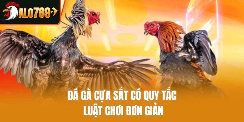 Đá gà cựa sắt có quy tắc luật chơi đơn giản