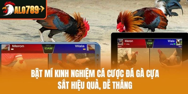 Bật Mí Kinh Nghiệm Cá Cược Đá Gà Cựa Sắt Hiệu Quả, Dễ Thắng